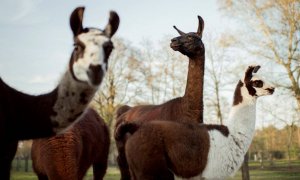 Grupo de llamas y alpacas en una granja de Bélgica gestionada por el Instituto Vlaams de Biotecnología de la Universidad de Gante. / Tim Coppens