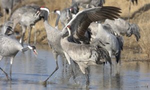 Ejemplares de grulla común. Europa Press / SEOBirdLife