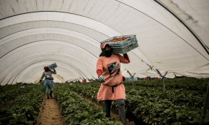 Una trabajadora estacional marroquí recolecta fresas en una explotación en Lepe, en Huelva. Tras el cierre de fronteras, tan solo han llegado unas 7.000 trabajadoras de las más de 14.000 que suelen acudir cada año a la temporada de frutos rojos. Aunque es