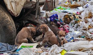 Cachorros, en las proximidades del río Nilo, en la capital egipcia. FERRAN BARBER