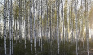 Abedules a la luz de la primavera en la parte oriental de Finlandia en Sulkava, Finlandia, 24 de mayo de 2020. (Finlandia) EFE / EPA / KIMMO BRANDT