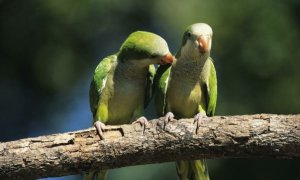 Dos cotorras argentinas reposan sobre la rama de un árbol. EFE