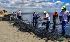 Varios operarios retiran algas en una playa del Mar Menor / ANSE.