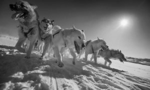 Perros de trineo. / Carsten Egevang / Qimmeq