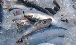 El 58% de las sardinas del Mediterráneo occidental ha ingerido microplásticos, según un estudio. / Pixabay