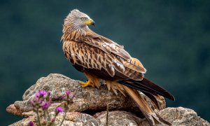 El incremento del envenenamiento de milanos reales en cada localidad disminuye la población reproductora de la especie y aumenta su riesgo de extinción local. / Ignacio Ferre