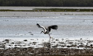 Una cigüeña blanca vuela de un pantano en el parque nacional de Donana en Huelva. AFP/Cristina Quicler