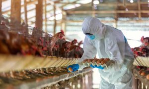 En granjas y explotaciones de animales es donde se han concentrado un número mayor de brotes. / Adobe Stock