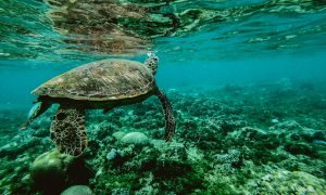 Los efectos del cambio climático son más difíciles de detectar en las partes más profundas y aisladas del océano, donde el calor y la sal se propagan a un ritmo más lento debido a procesos de mezcla más débiles. / PEXELS