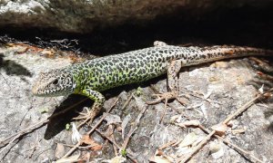 Ejemplar de lagarto verdinegro (Lacerta schreiberi) en la comarca de la Vera (Cáceres). / SINC / Adeline Marcos