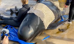 Las ballenas se encuentran atascadas en varios bancos de arena de la bahía de Macquarie, en el oeste de Tasmania. / Reuters