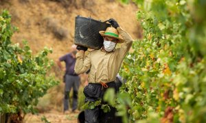 Un temporero pakistaní en la vendimia en la localidad de Lapuebla de Labarca, en la Rioja Alavesa . EFE/ David Aguilar/Archivo