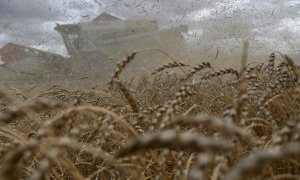 Una cosechadora cosecha trigo en un campo de la granja Triticum en la región de Omsk, Rusia. REUTERS