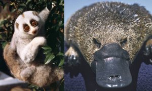 Tanto el loris perezoso de Bengala (izquierda) como el ornitorrinco (derecha) son mamíferos venenosos. / Helena Snyder / Dr. Philip Bethge