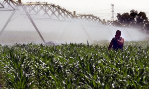 Un operario controla un sistema de riego en una finca sembrada de maíz. EFE/Emilio Morenatti