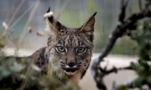 Imagen de archivo de un lince ibérico, especie en peligro de extinción. EFE