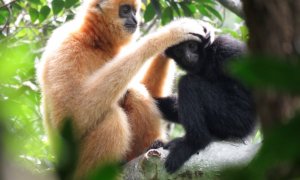 Gibón de Hainan (Nomascus hainanus) / Bosco Chan et al. / SINC