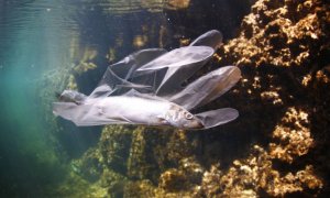 Más de un millón de toneladas de plástico se han acumulado ya en el mar Mediterráneo.