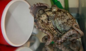 Un pulpo de dos manchas de California toca una taza de té. Es la especie que se ha estudiado en este trabajo.