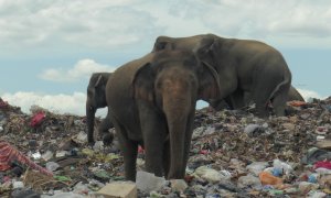 Elefantes salvajes en un vertedero de basura cerca de la ciudad de Ampara en Sri Lanka, el 4 de octubre de 2020.