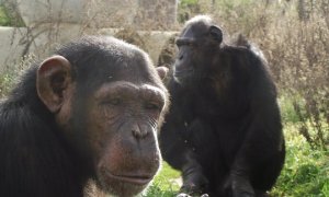 África y Toto, dos de los chimpancés de la Fundación Mona.