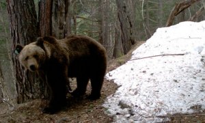 Un oso deambula por un paraje del Pirineo catalán pintado de blanco por las nieves invernales.