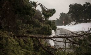 Pinos y ramas caídas cortan el paso en una carretera de la Casa de Campo, junto a la entrada del zoo.