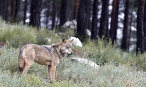 Imagen de archivo de un lobo.