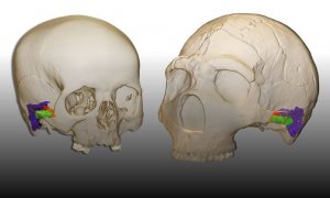 Comparación del oído externo y medio de Homo sapiens y Homo neanderthalensis.