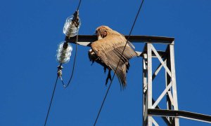 buitre leonado electrocutado