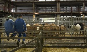 Dos hombres descansan junto las vacas.