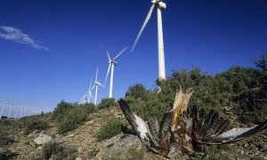 El cadáver de un milano real yace al pie del aerogenerador que provocó su muerte en un parque eólico del sur de Navarra.