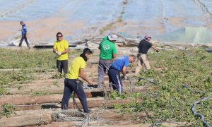 30/01/2020. Imagen de archivo de varios trabajadores en los invernaderos de Níjar, en Almería. - EUROPA PRESS