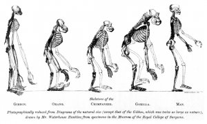 Evolución del hombre