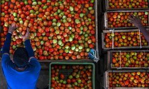 Imagen de archivo de un campesino de Sri Lanka junto a varias cajas de tomates.