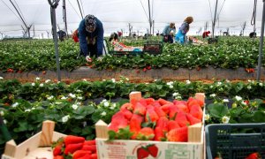 Un grupo de mujeres recoge fresas en una explotación agrícola de Cartaya, en Huelva.