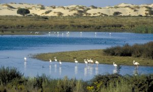 Parque Nacional y Natural de Doñana