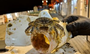 Objeto flotante de plástico con un cangrejo, recogido durante la expedición de 2019 del buque oceanográfico alemán Sonnel.