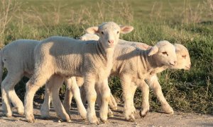 Corderos fantasmas y tierras okupadas: la millonaria picaresca agraria en torno a los fondos de la UE