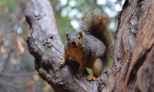 Ardilla zorro en una arboleda de eucaliptos en el campus de la Universidad de California, en Berkeley.