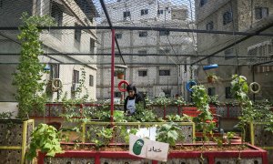 Los agricultores de Líbano se pasan al Cannabis al no poder costear el resto de cultivos