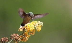 17/08/2021 colibrí