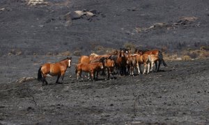 Vista general de la zona afectada por el incendio forestal que el pasado sábado se declaró entre los municipios abulenses de Navalacruz y Cepeda de la Mora, que es el más grave declarado en Castilla y León en los últimos 40 años.