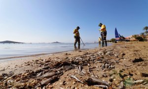 Peces muertos en la playa de Murcia.