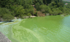 “Sopa verde” en las playas del embalse de As Conchas