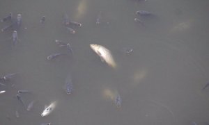 Peces muertos en el embalse de los Rodeos.