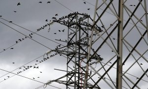 Los pájaros se descansan sobre una torre de alta tensión en el municipio malagueño de Ronda.