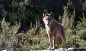 21/02/2020 El lobo ibérico en el Centro del Lobo Ibérico de Robledo (Zamora)