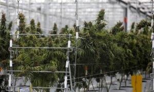 Plantas de cannabis en un invernadero de la fábrica Tilray en Cantanhede, Portugal. REUTERS/Rafael Marchante