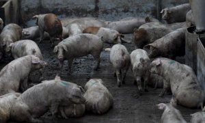 Una granja de cerdos de ganadería intensiva.